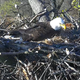 Illustration for article titled PSA: There's a Bald Eagle Hatching Out of Its Little Egg on a Live Cam Right Now